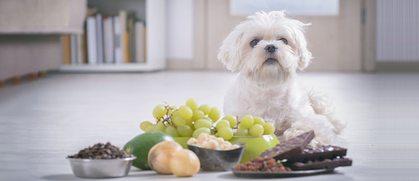 饲料和宠物食品成分检测(氨基酸/维生素/矿物质)